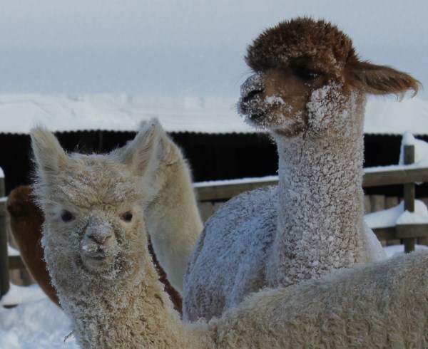 alpackorna Hannia och Robin